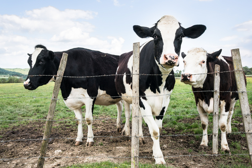 EU agriculture emissions limits ‘need to be strengthened’