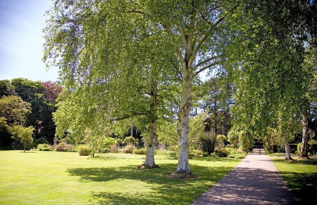 Leicester trees ‘reduce road traffic pollution by up to 7%’