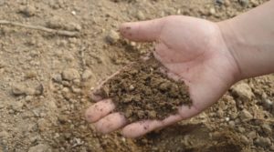 Soil bacteria could be key to tackling N2O emissions
