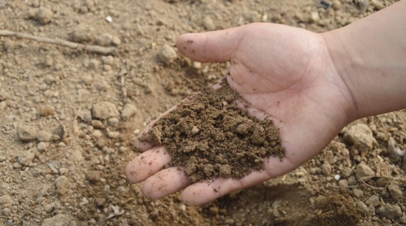 Soil bacteria could be key to tackling N2O emissions