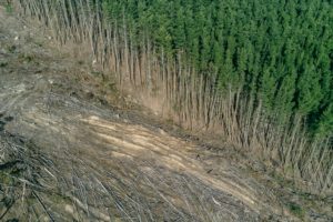 EU ‘green fuel’ plan may lead to deforestation, warns campaign group