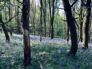 Feature: Nature-based solutions to improve climate change and air quality
