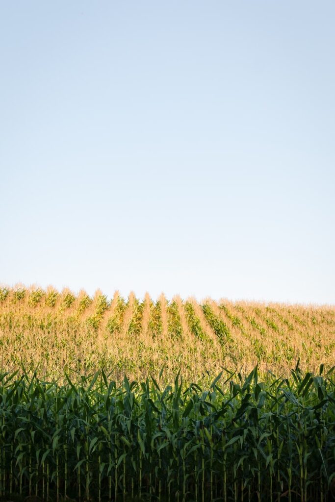 Emissions red flag as Ukraine war crop disruption bites