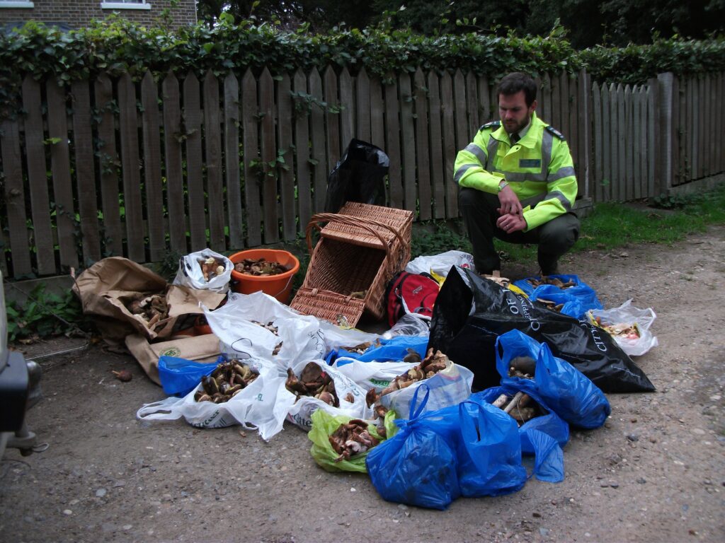 Mushroom pickers damaging health of ‘London’s green lungs’