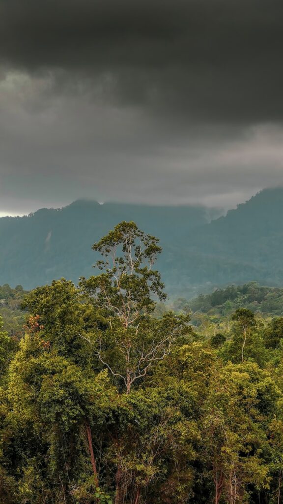 Rainforest Exchange promises to revolutionise climate financing