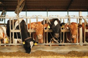 Debate reopens on emission regulations for US dairy farms