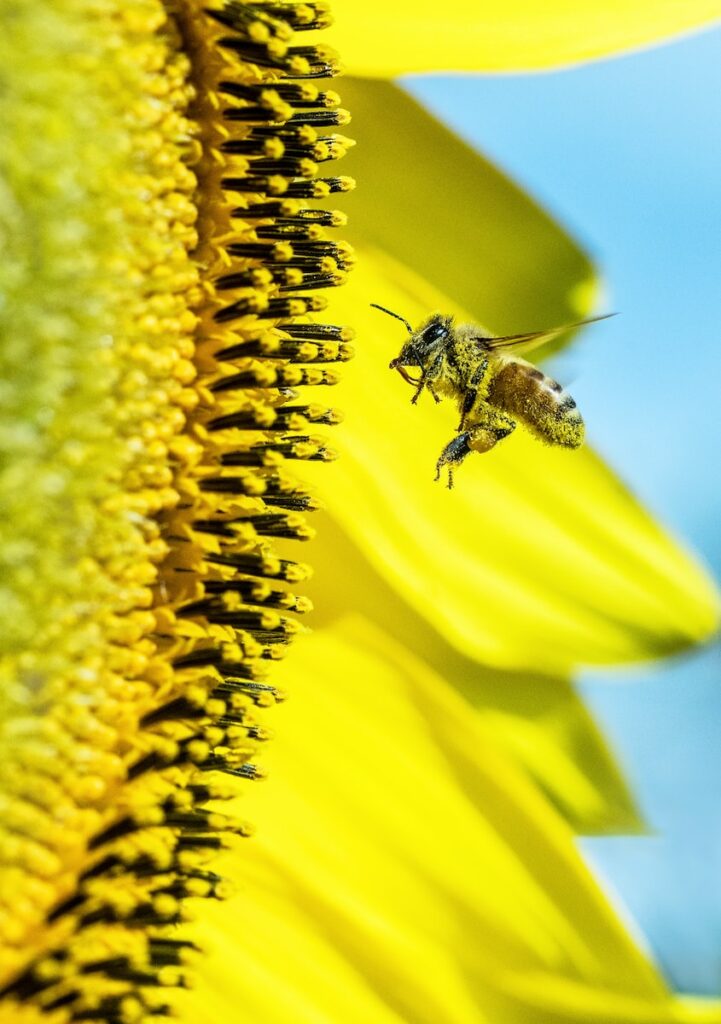 Ozone pollution is damaging plant health, obstructing pollinators