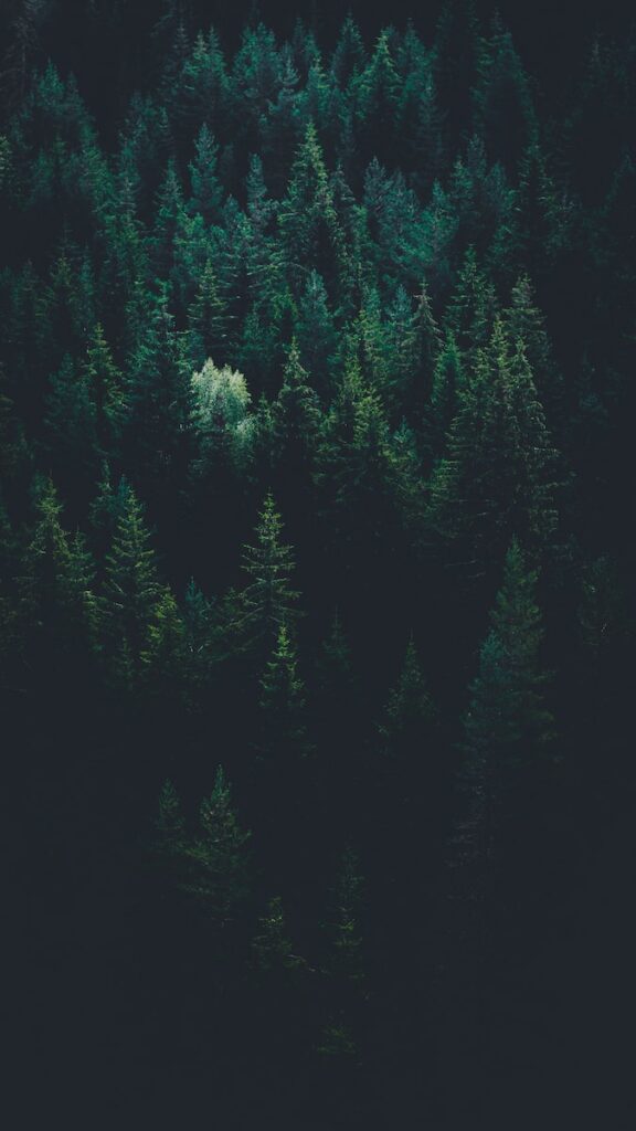 Monoculture, for-profit plantations, and the health of forests