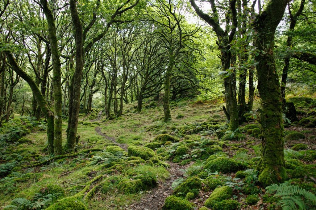3D scanning shows UK forests have almost double carbon storage capacity