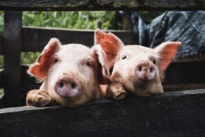 US research to focus on measuring air quality issues around pig farms