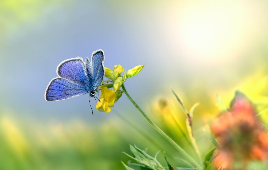 New research finds air pollution affects pollinators to an alarming degree