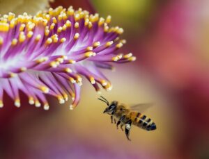 A new look at how ozone impacts honeybees’ ability to pollinate