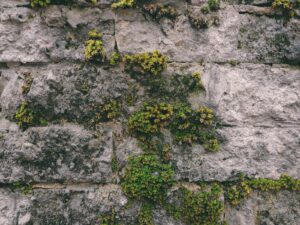 Student uses urban moss to monitor lockdown pollution levels